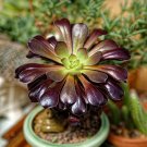 Aeonium 'Zwartkop' Seeds Black Master Succulent Plants Perennial - 200 Seeds