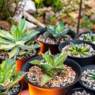 Agave felgeri Succulents Garden Plants - 10 Seeds