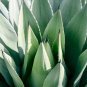 AGAVE impressa Succulents Garden Plants - 10 Seeds