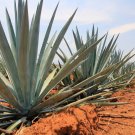 Agave Maximiliana Agave Garden Plants - 10 Seeds