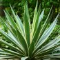 Agave Maximiliana Agave Garden Plants - 10 Seeds
