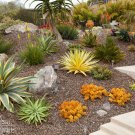 Agave xylonacantha Succulent Garden Plants - 10 Seeds