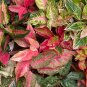 Aglaonema spp Sansevieria Bonsai Indoor Plants - 100 Seeds