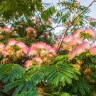 Albizia Julibrissin Mimosa Bonsai Persian Pink Silk Blossoms Tree - 100 Seeds
