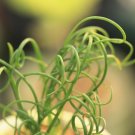 Albuca namaquensis Evergreen Spiral Grass - 20 Seeds