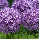 Allium giganteum Allium Flower Plants Beautiful Flower Plantas - 100 Seeds