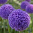 Allium Giganteum Giant Onion with Purple Flowers -  20 Seeds
