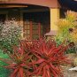 Aloe Elegans Succulents Garden Plants  - 10 Seeds