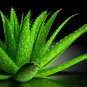 Aloe Seeds Houseplants Succulent Aloe Vera Green Color - 200 Seeds