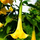 Angel Trumpet Yellow Flowers - 50 Seeds