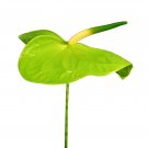 Anthurium Green Light Pinkish Bicolor Flowers - 100 Seeds