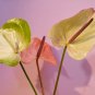 Anthurium Green Light Pinkish Bicolor Flowers - 100 Seeds