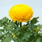 Anunculus asiaticus Flower - 100 Seeds