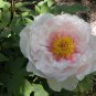 ao Huang' Peony - 5 Seeds