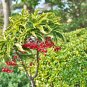 Ardisia Crenata Christmas Coral Berry Ornamental Tree - 12 Seeds