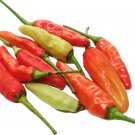 Aribibi Gusano Pepper Bolivian Chili Super Hot Caterpillar Pepper - 100 Seeds