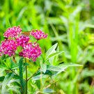 Asclepias purpurascens Purple Milkweed - 30 Seeds