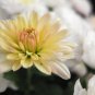 Asteraceae Small Shrub Leprechaun Flower Argyropsis - 5 Seeds