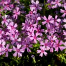 Aubrieta Cultorum - 100 Seeds