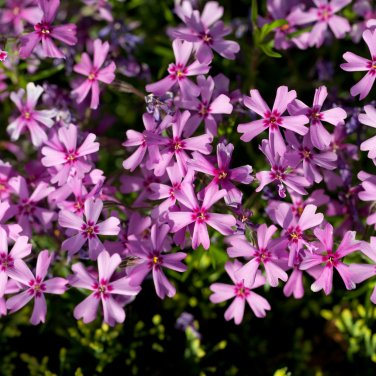 Aubrieta Cultorum - 100 Seeds