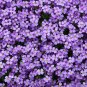 Aubrieta Cultorum - 100 Seeds