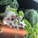 Bag Hoya Kerrii Bonsai (Hoya Kerrii) Family Bonsai - 100 Seeds
