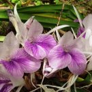 Bag are Kaempferia rotunda Bonsai - 100 Seeds