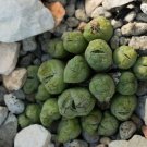 Ball Conophytum vanzylii Cactus Bonsai - 100 Seeds