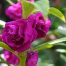 Balsam Flower Bonsai Impatiens Balsamina Bonsai Flower - 100 Seeds