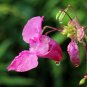 Balsam Flower Bonsai Impatiens Balsamina Bonsai Flower - 100 Seeds