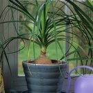 BEAUCARNEA recurvata Ponytail Palm - 5 Seeds