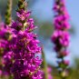 Beautiful Lythrum Salicaria Flowers 50 - Seeds