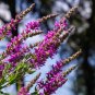 Beautiful Lythrum Salicaria Flowers 50 - Seeds