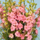 Beautiful Pink Larkspur Flower - 30 Seeds