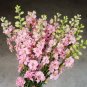 Beautiful Pink Larkspur Flower - 30 Seeds
