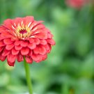 Beautiful Purple Fireball Zinnia Flower - 50 Seeds