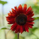 Beautiful Red Sun Plant Flower - 220 Seeds