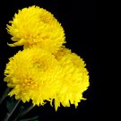 Beautiful Yellow Chrysanthemum Chrysanthemum Morifolium - 100 Seeds