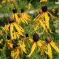 Beautiful Yellow Cornflower Flower - 40 Seeds