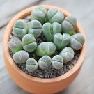 Beauty Mixed Mini Lithops Bonsai Plants - 100 Seeds