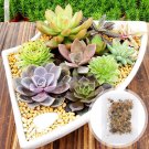 Beauty Mxed Mini Lithops Bonsai Plants Cactus Bonsai Plants - 100 Seeds