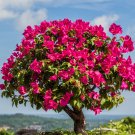 Climbing Bougainvillea Bonsai -  105 Seeds