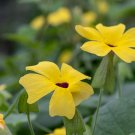 Climbing Flowers Black-Eyed Susan Bonsai Thunbergia Alata Flower - 100 Seeds