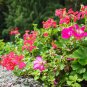 Climbing Geranium Pelargonium -  200 Seeds