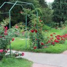 Climbing Rose Tree - 200 Seeds