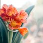 Clivia Flower Mixed 8 Colors - 100 Seeds