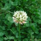 Clover Bonsai Trifolium Repens Beauty Lucky - 250 Seeds