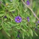Cobee Violette - 25 Seeds