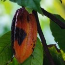 Cocoa Theobroma Cacao - 20 Seeds