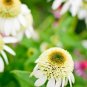 Coconut Lime' Echinacea - 100 Seeds